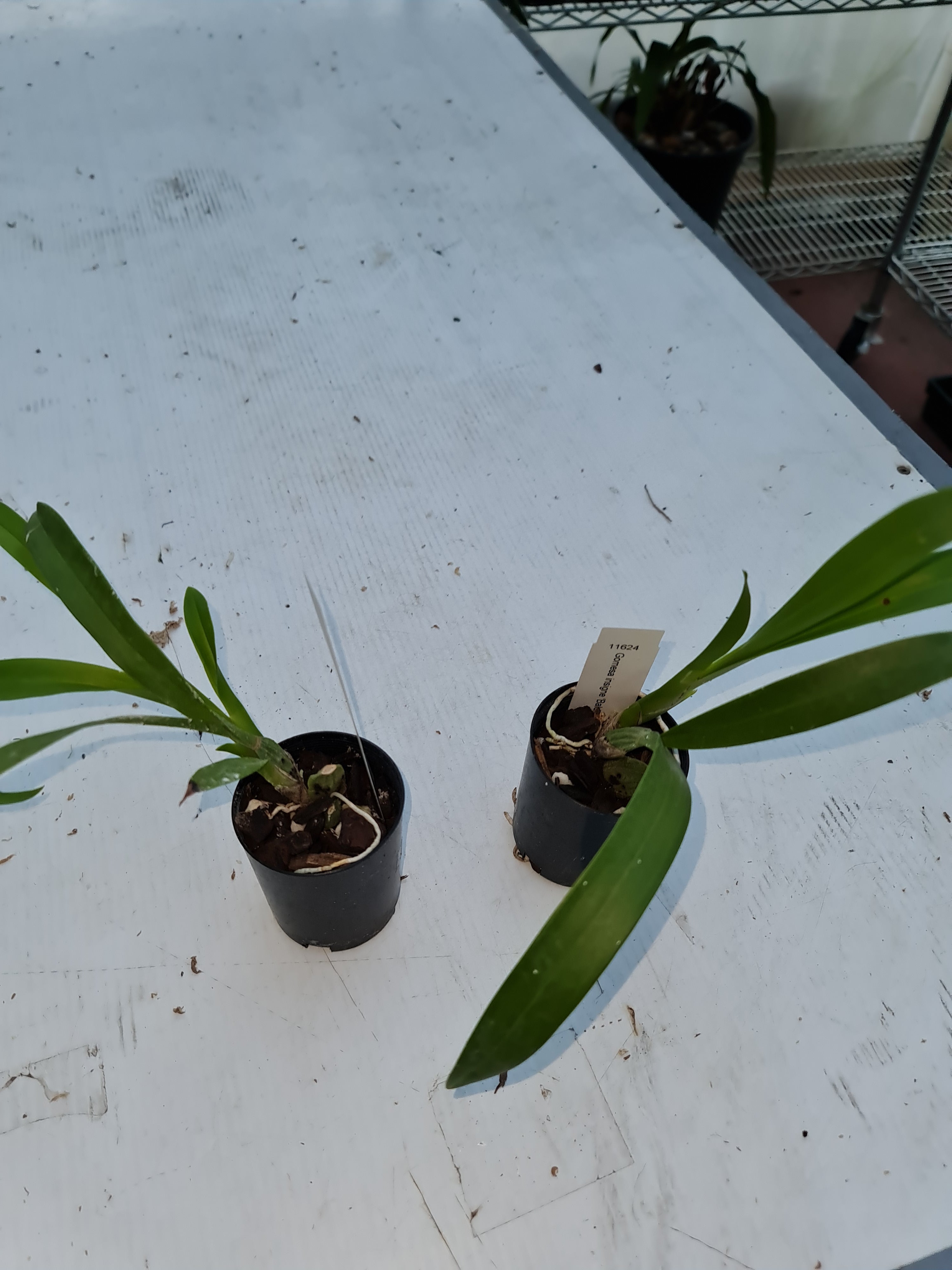 Oncidium Insignis Secondary image