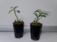 Dendrobium anosmum alba (Highly fragrant species)