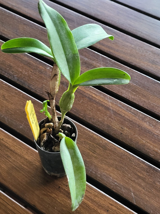 Cattleya Skinneri Alba 4N