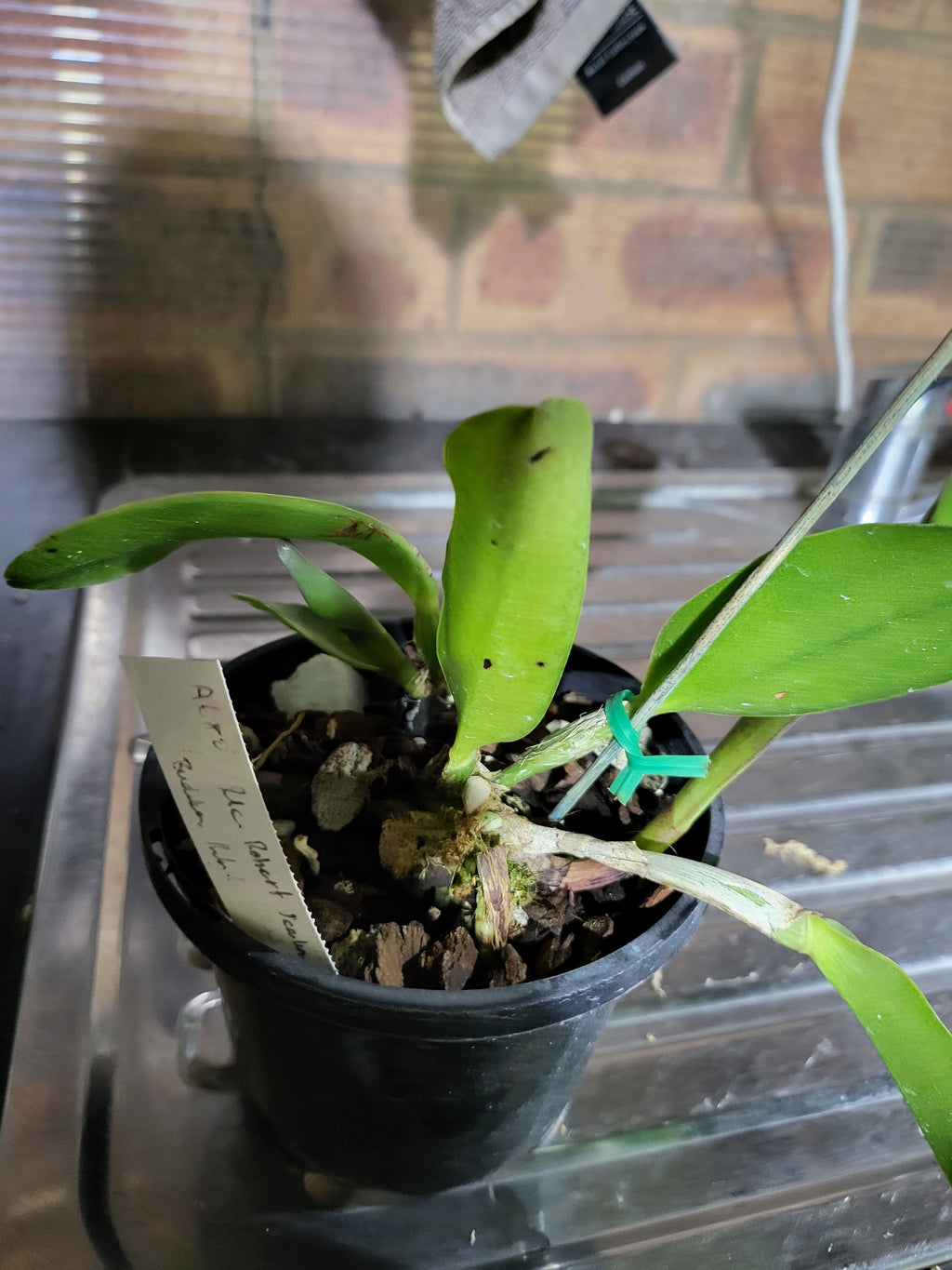 Rlc. Burdekin Storm  Midnight