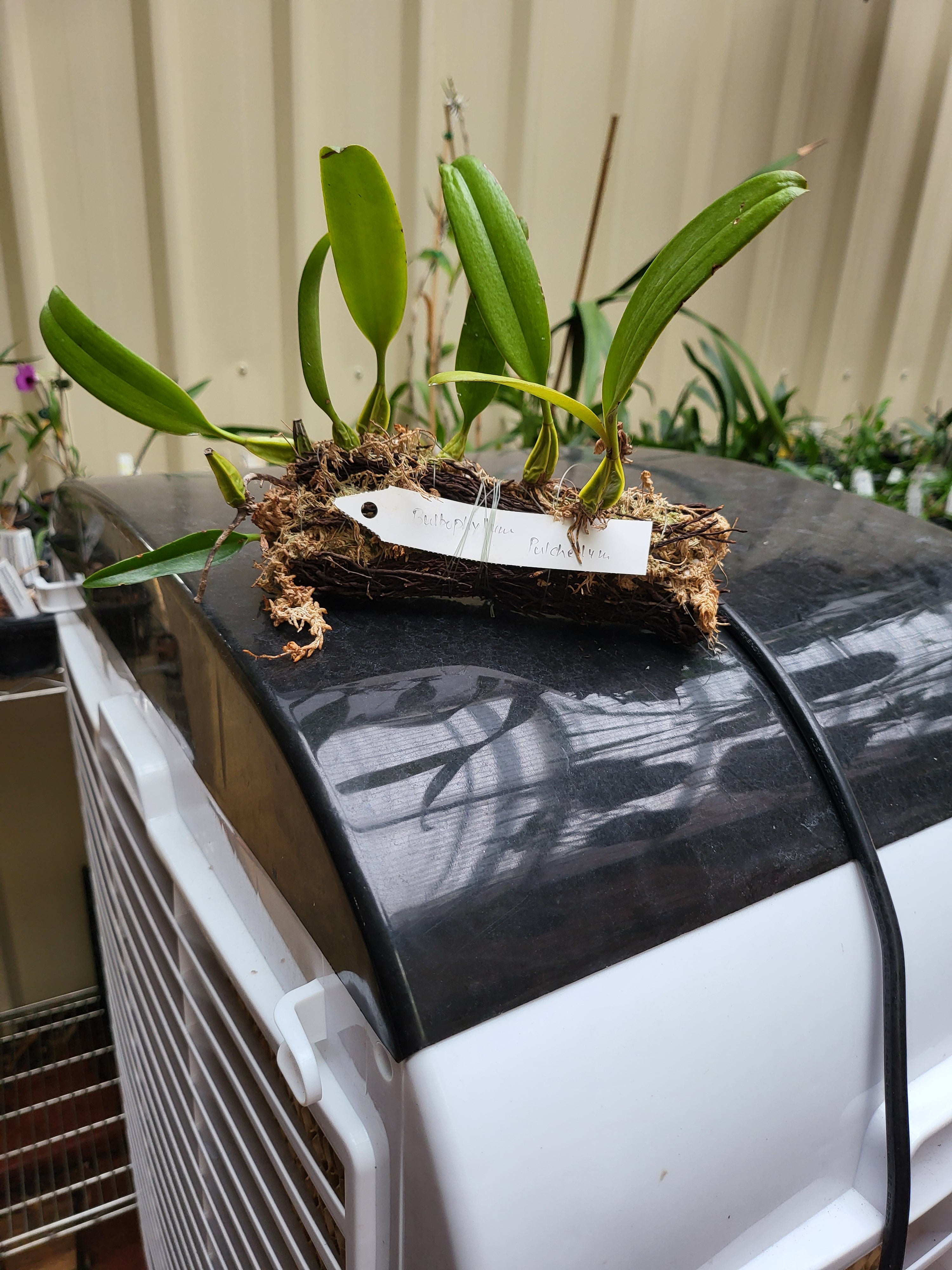 Bulbophyllum Pulchellum (Species )