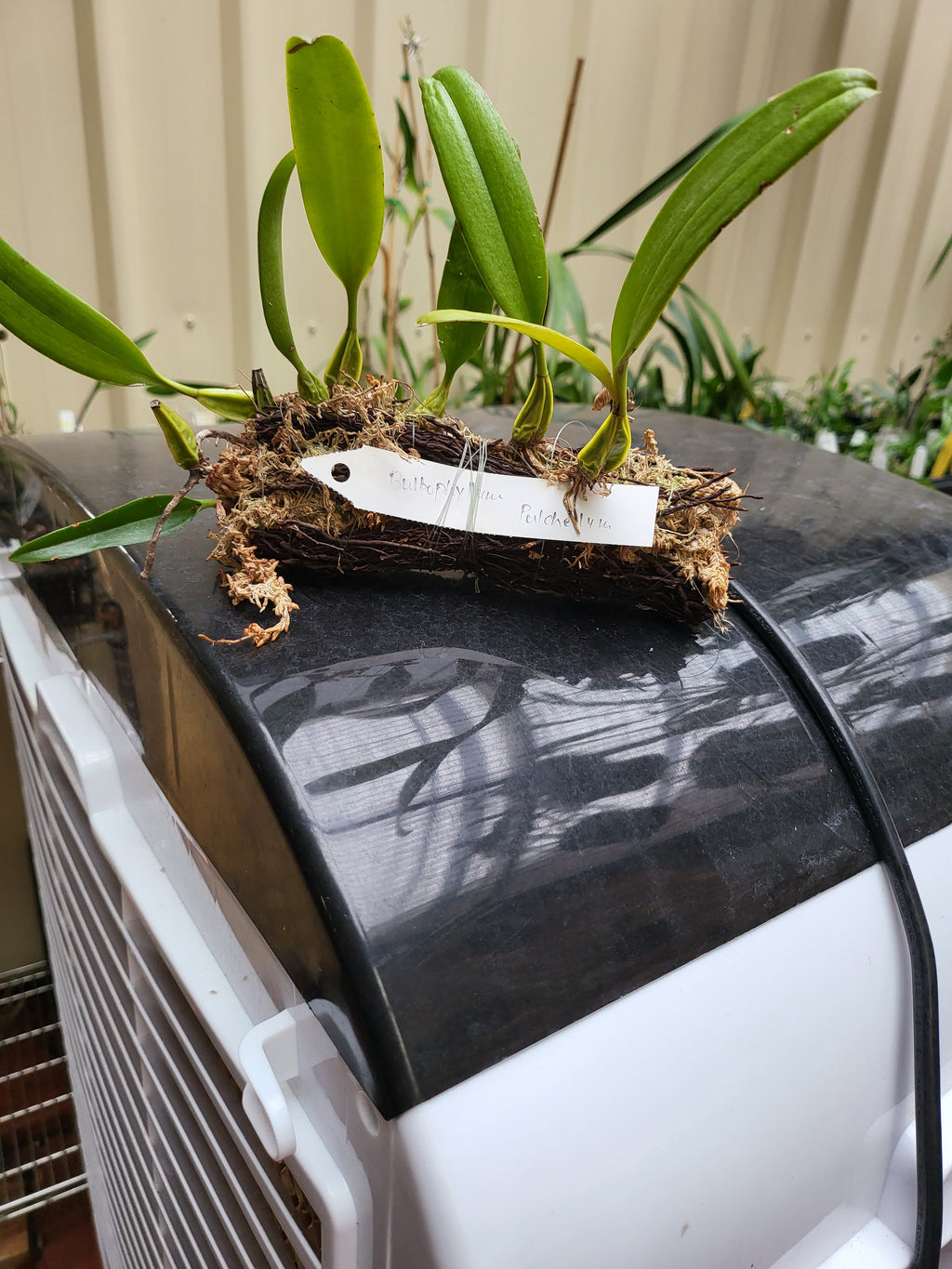 Bulbophyllum Pulchellum (Species )