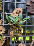 Sophronitis Wittigiana (Rosea) X Sophronitis Brevipedunculata
