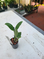 Dendrobium Adora Nishii ( Alexandrae X Spectabile )