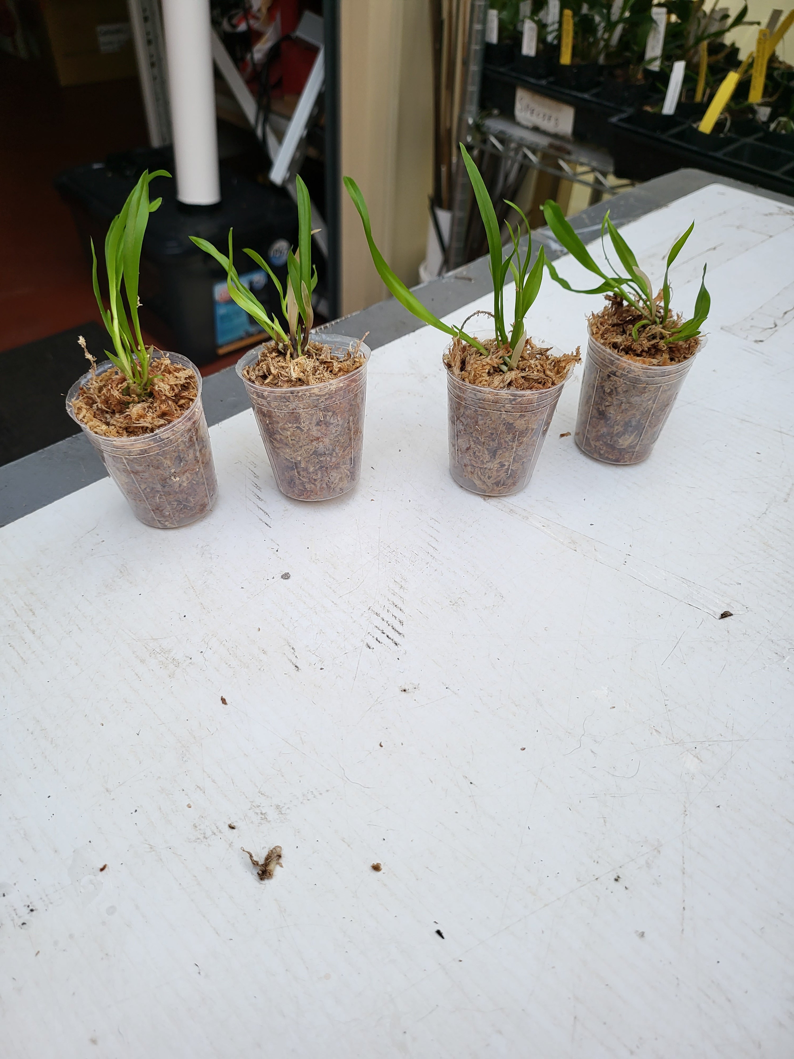 TOP - Cattleya forbesii (Native to Brazil) Secondary image