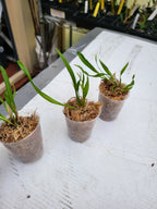 TOP - Cattleya forbesii (Native to Brazil)