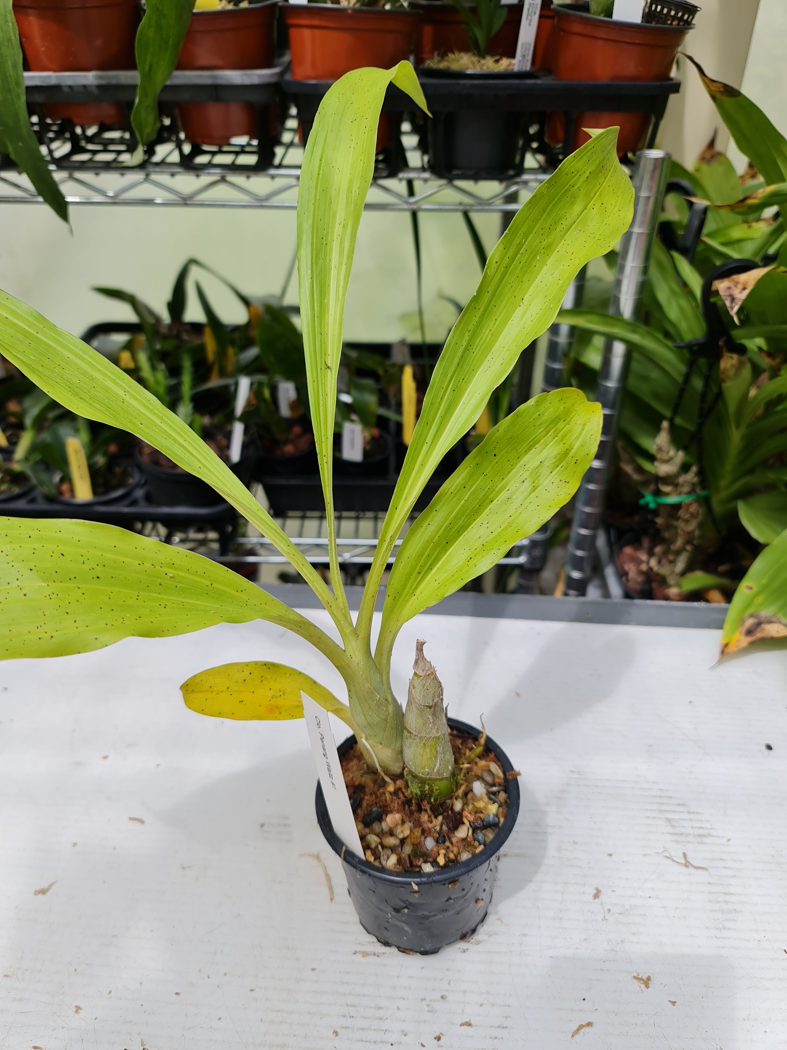 Clowesetum Penang Waltz ( Highly Fragrant) Secondary image