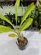 Clowesetum Penang Waltz ( Highly Fragrant)