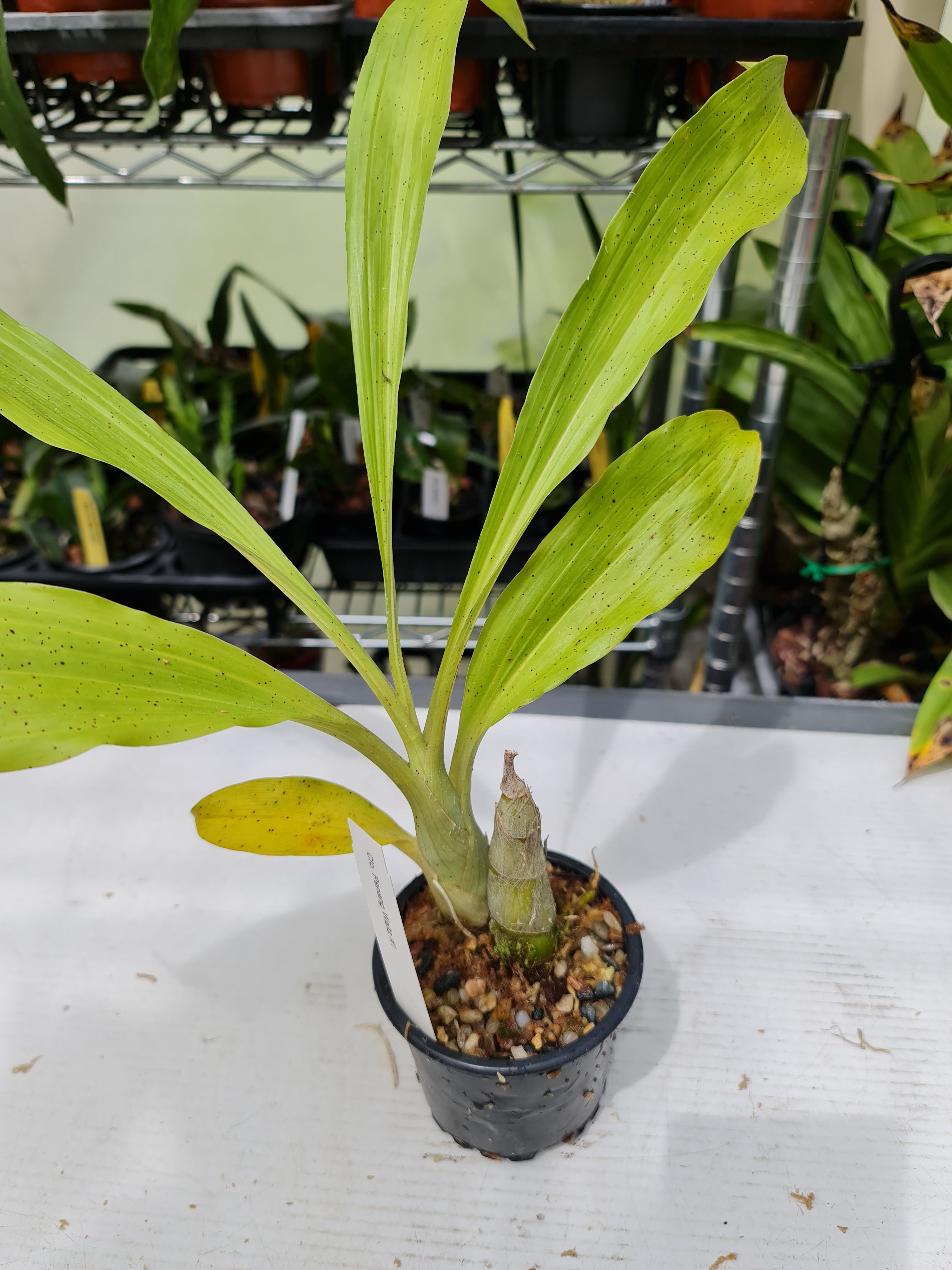 Clowesetum Penang Waltz ( Highly Fragrant)
