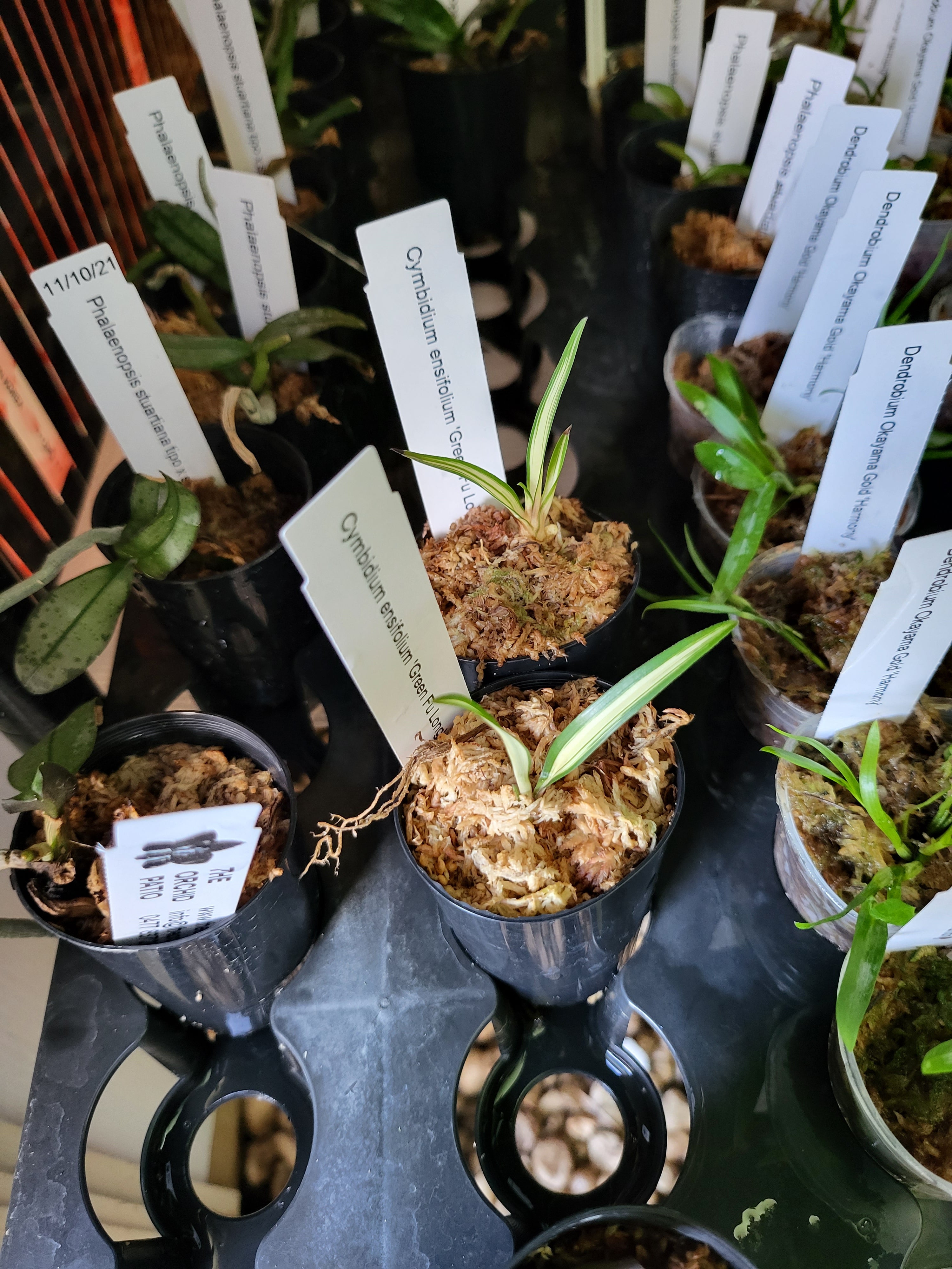 TOP - Cymbidium ensifolium 'Green Fu Long' (Variegated Species) Secondary image