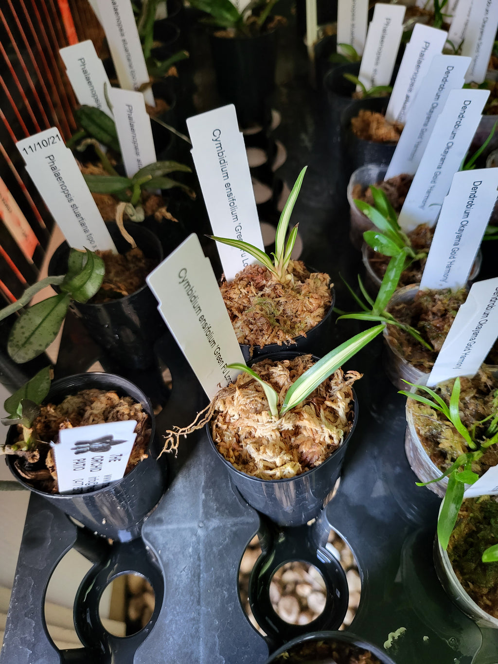 TOP - Cymbidium ensifolium 'Green Fu Long' (Variegated Species)