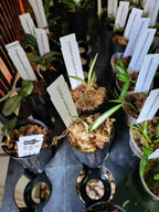 TOP - Cymbidium ensifolium 'Green Fu Long' (Variegated Species)