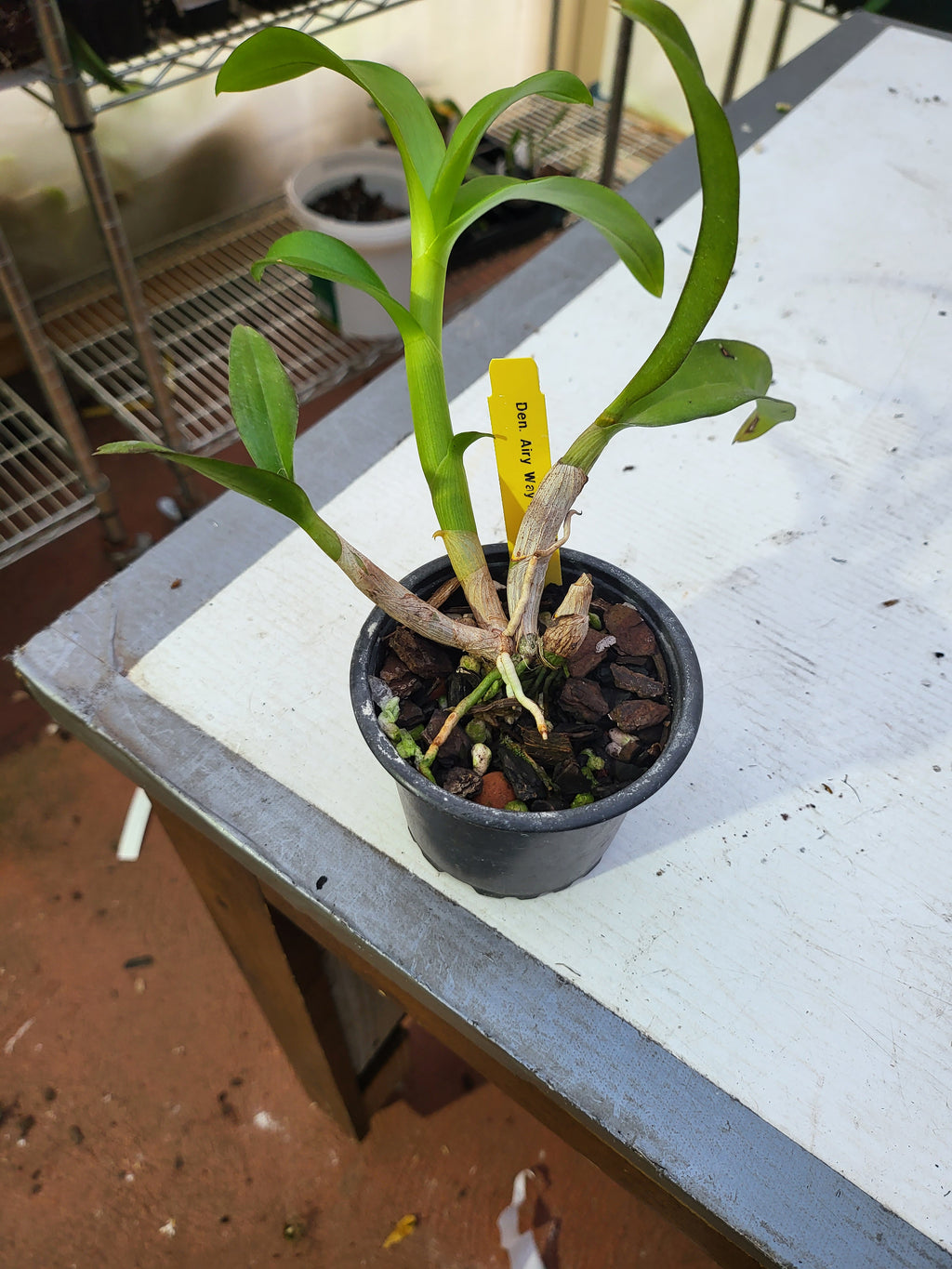 Den. Airy Way Blue