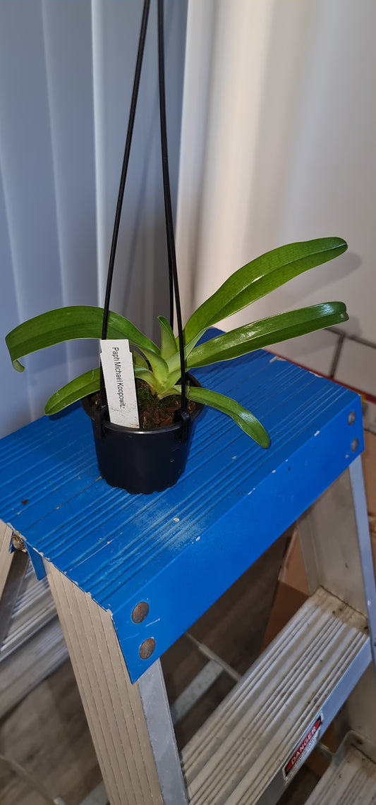 Paph. Michael Koopowitz (Multifloral Slipper Orchid)