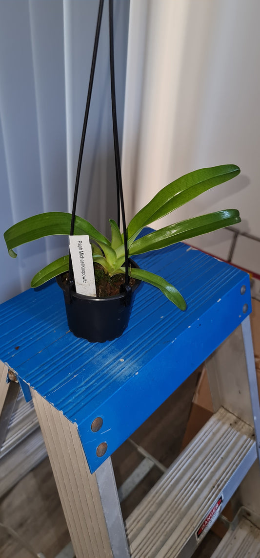 Paph. Michael Koopowitz (Multifloral Slipper Orchid)
