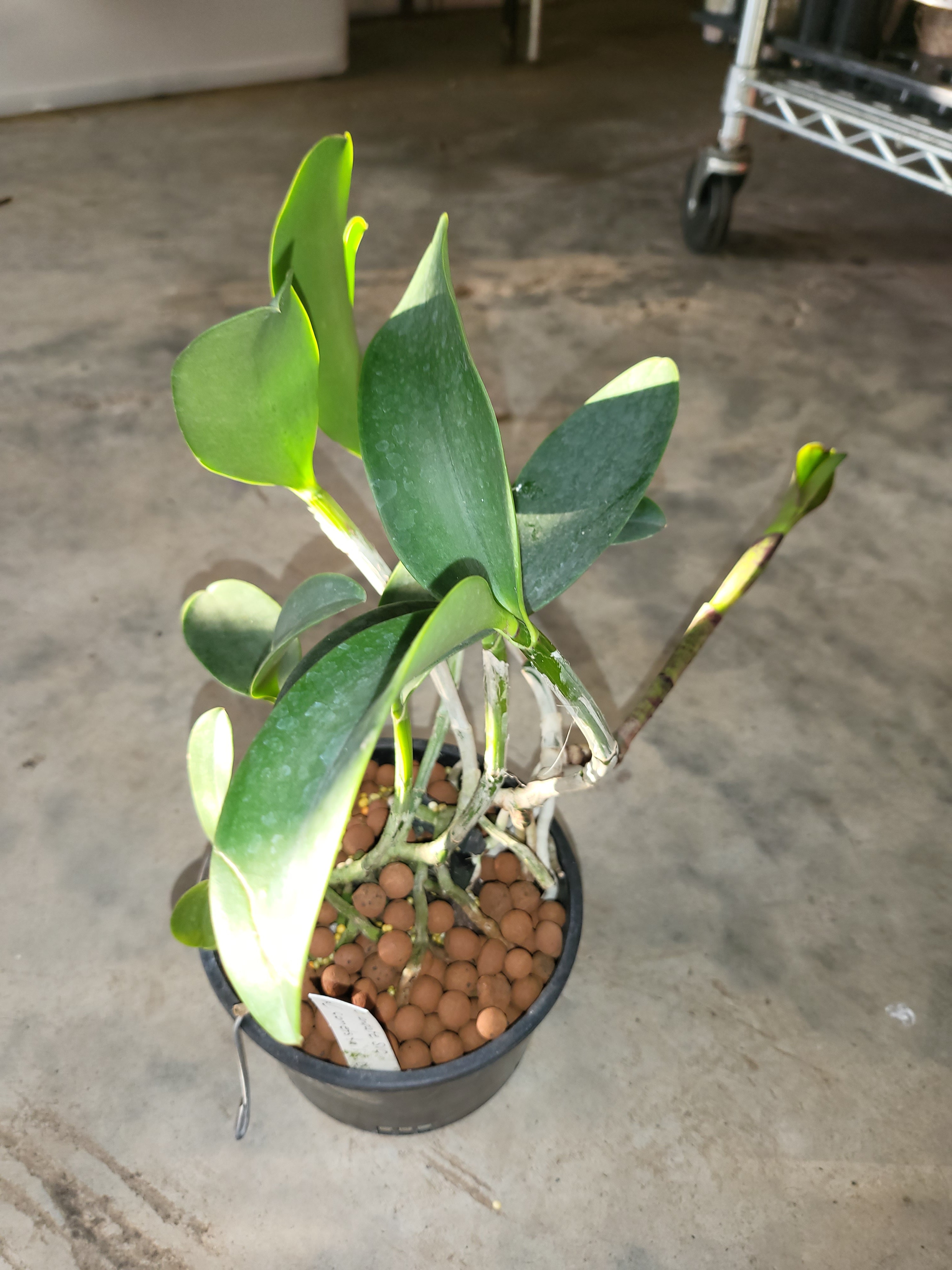 Cattleya Comets Tail (RARE SPOTTED BEAUTY) Secondary image