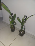 PHAIUS WALLICHII (Swamp Orchid)