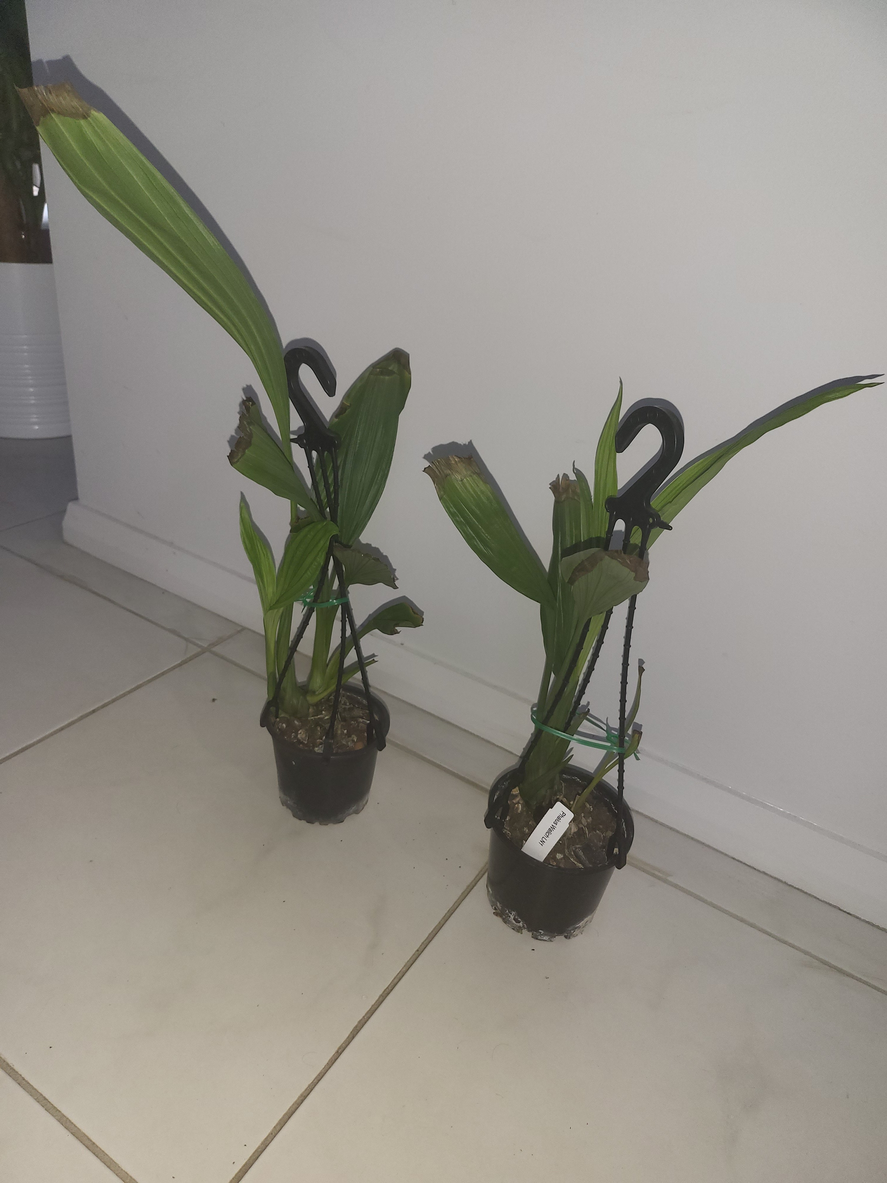 PHAIUS WALLICHII (Swamp Orchid)