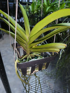 (In Spike Now)Vanda Rhynchorides Bangkok Sunset (Fragrant)