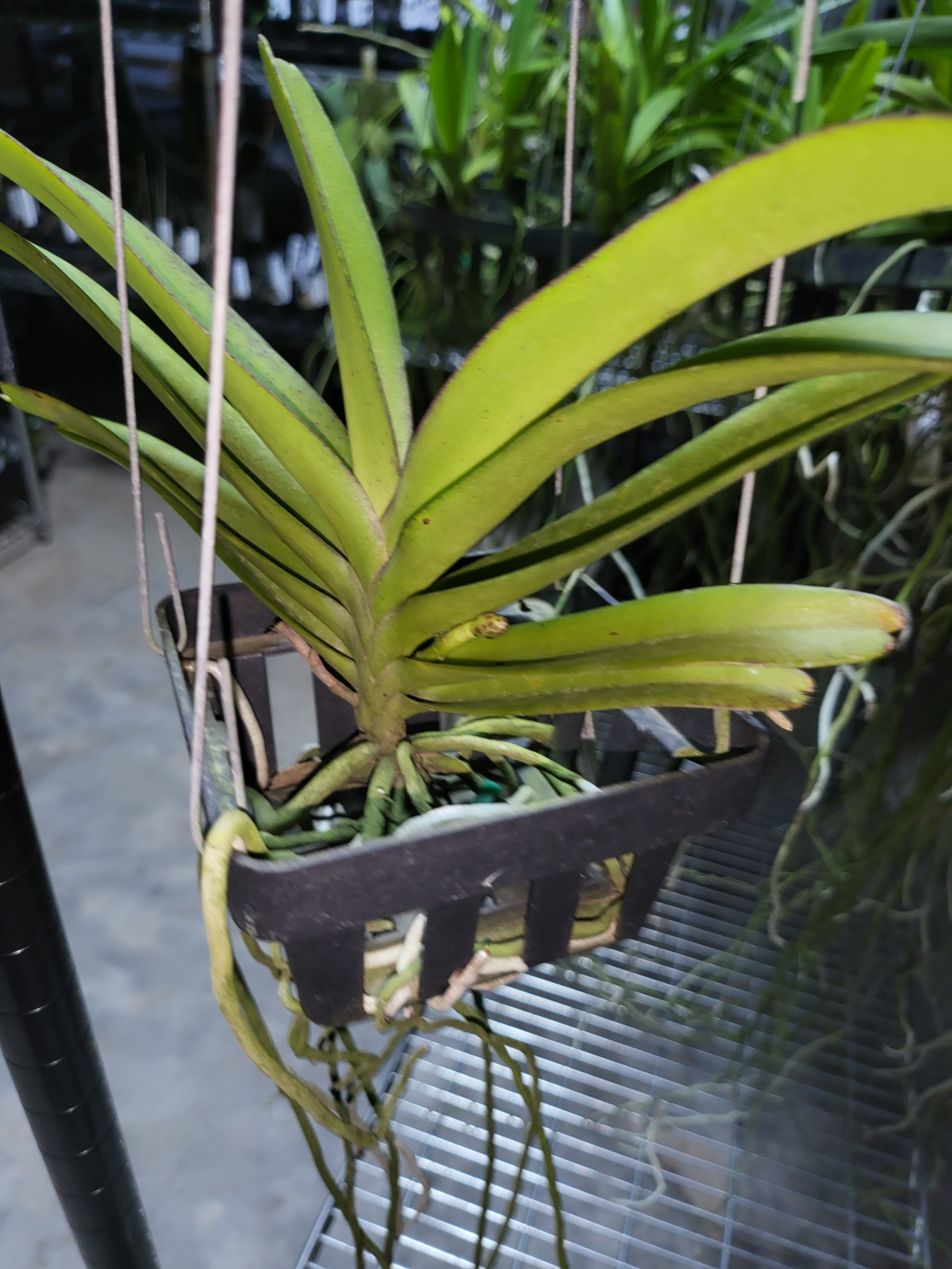 (In Spike Now)Vanda Rhynchorides Bangkok Sunset (Fragrant)