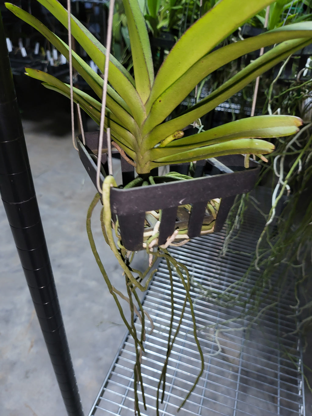 (In Spike Now)Vanda Rhynchorides Bangkok Sunset (Fragrant)