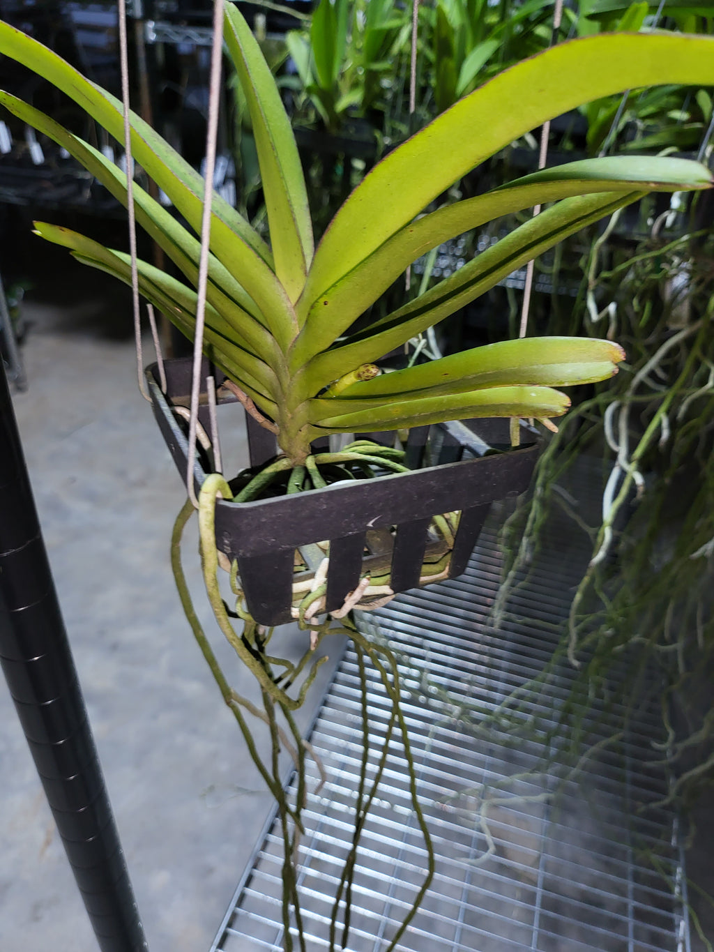 (In Spike Now)Vanda Rhynchorides Bangkok Sunset (Fragrant)