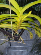 Vanda Mokara Orange (In Spike Now)