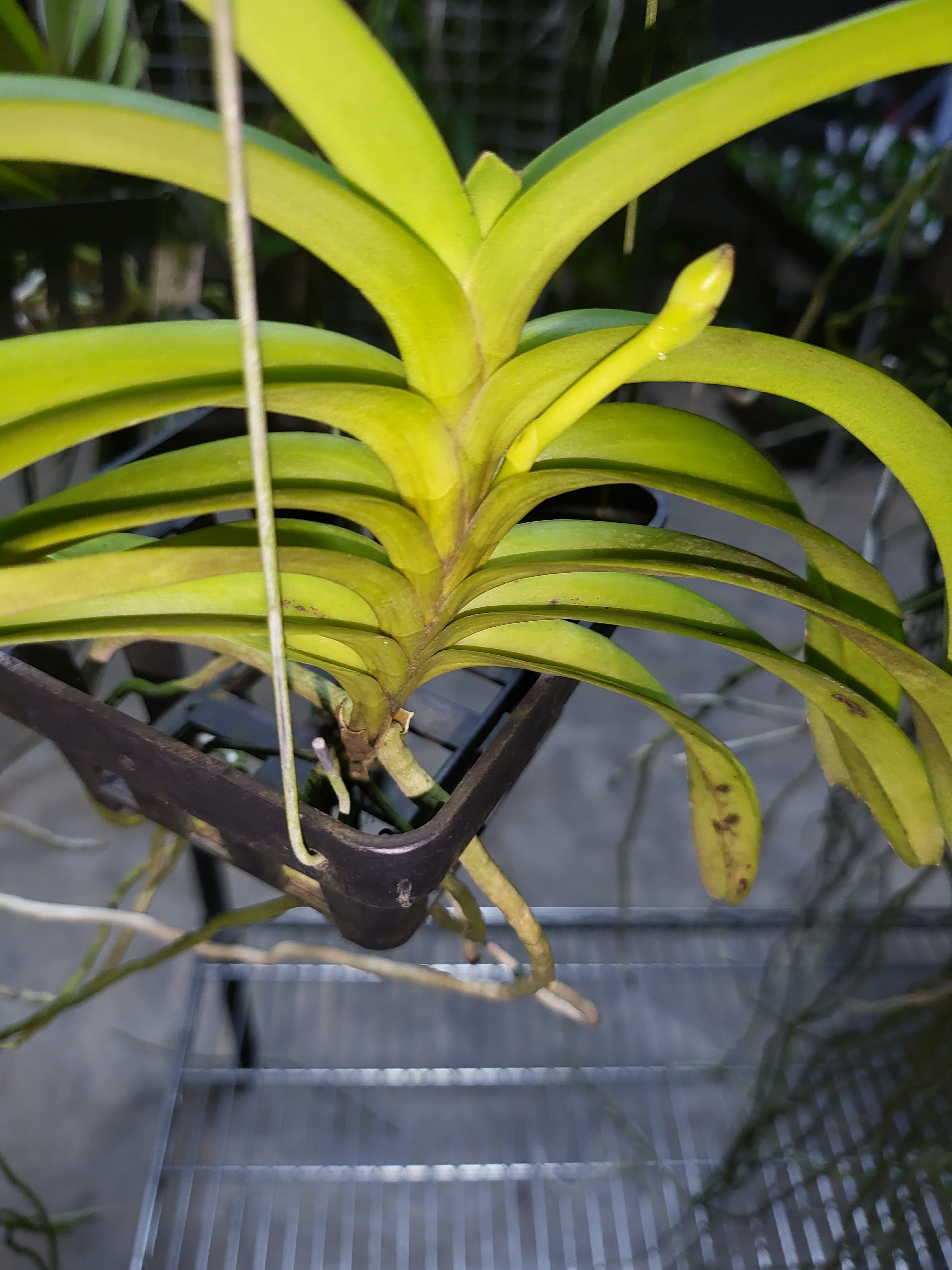 Vanda Mokara Orange (In Spike Now)