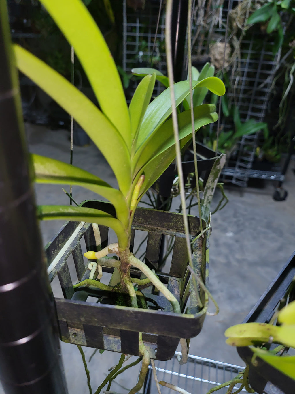 Vanda Mokara Orange (In Spike Now)