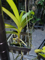 Vanda Mokara Orange (In Spike Now)