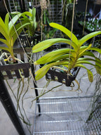 Vanda Mokara Orange (In Spike Now)