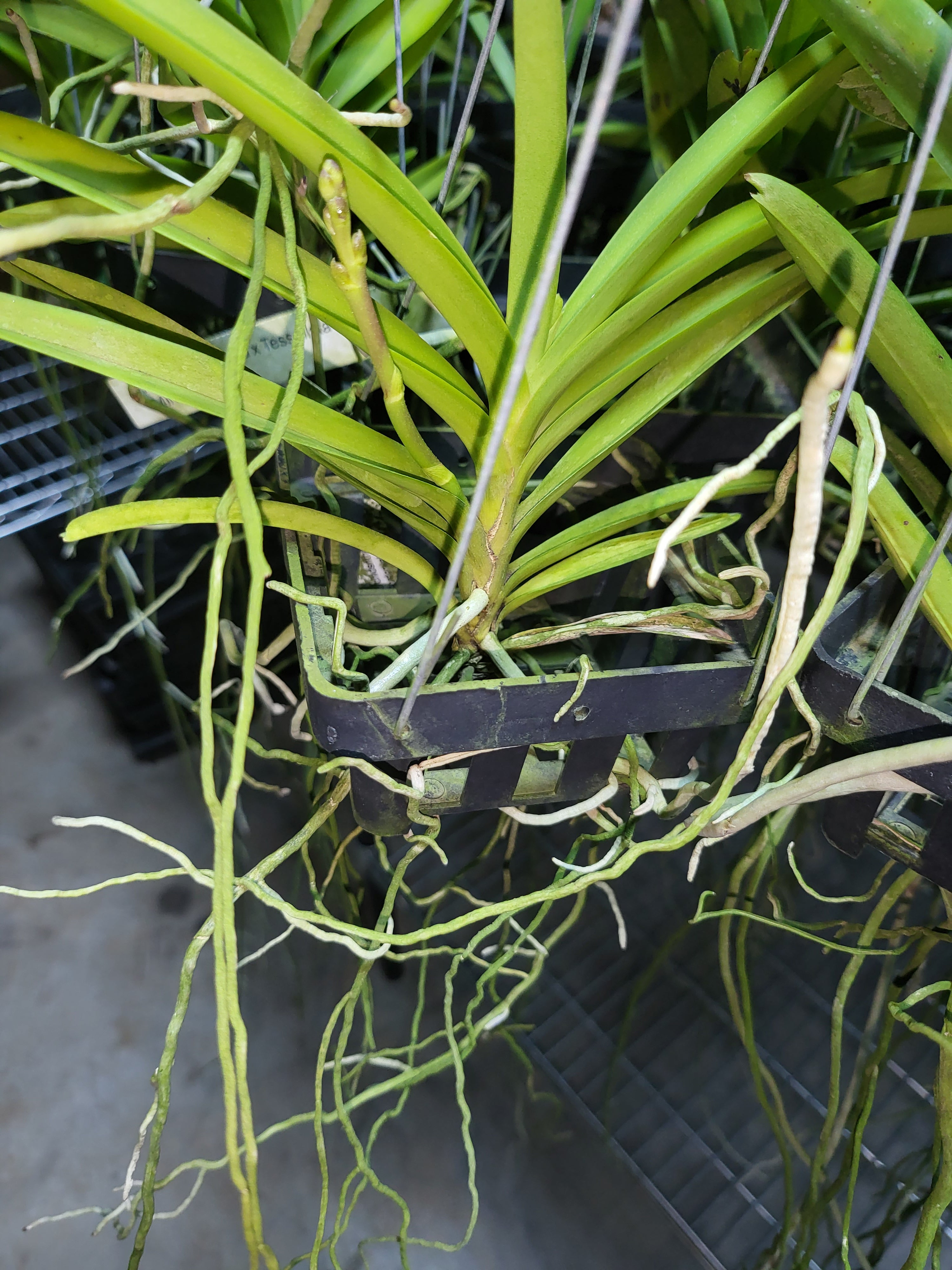 Vanda Mungkud X Tessellata X Mimi Palmer (In Spike Now)