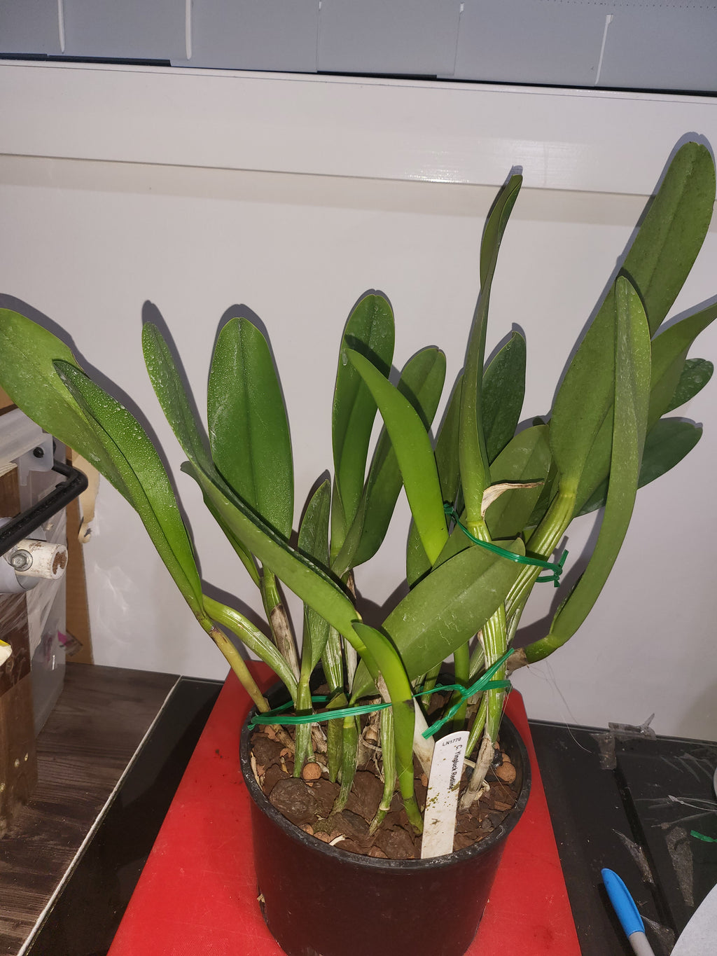 Cattleya Yingluck Redline (Fragrant)