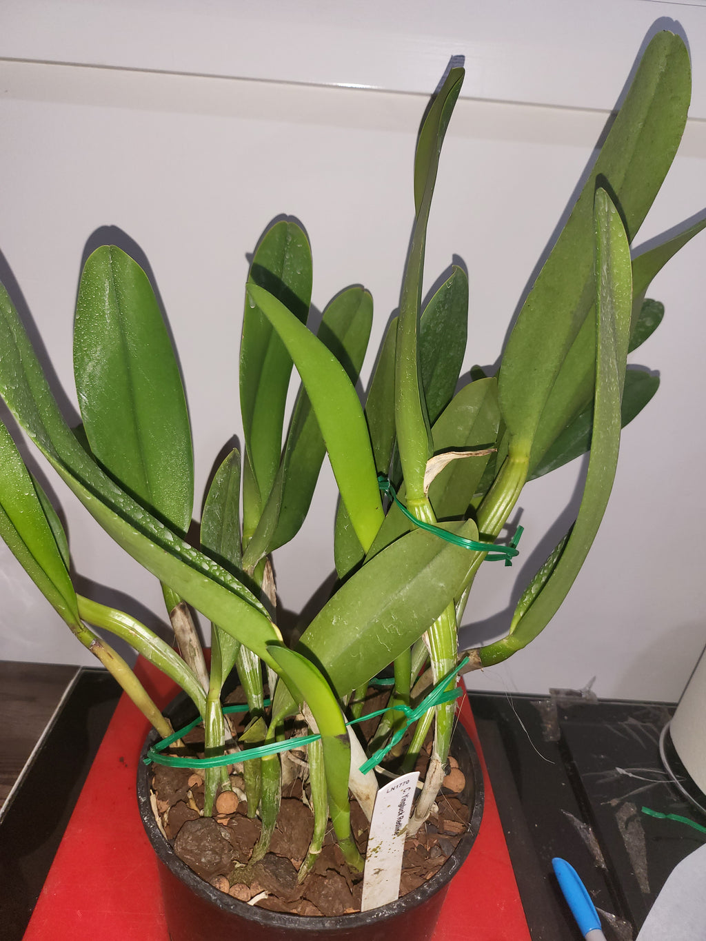 Cattleya Yingluck Redline (Fragrant)