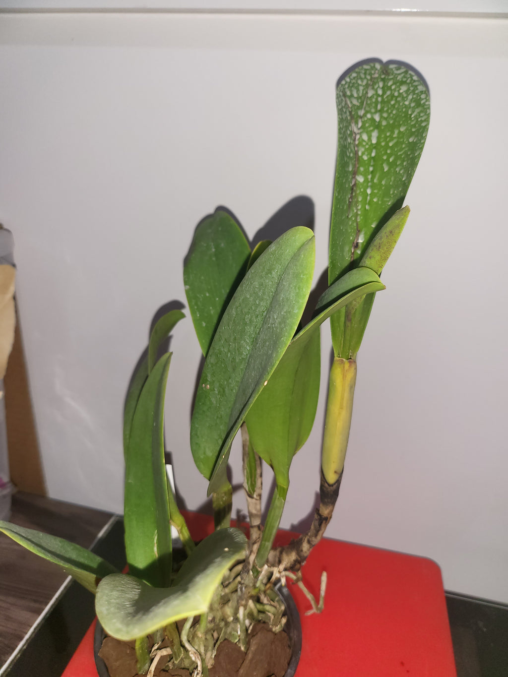 Rlc. Shinfong Crown ( In Flower Sheath)