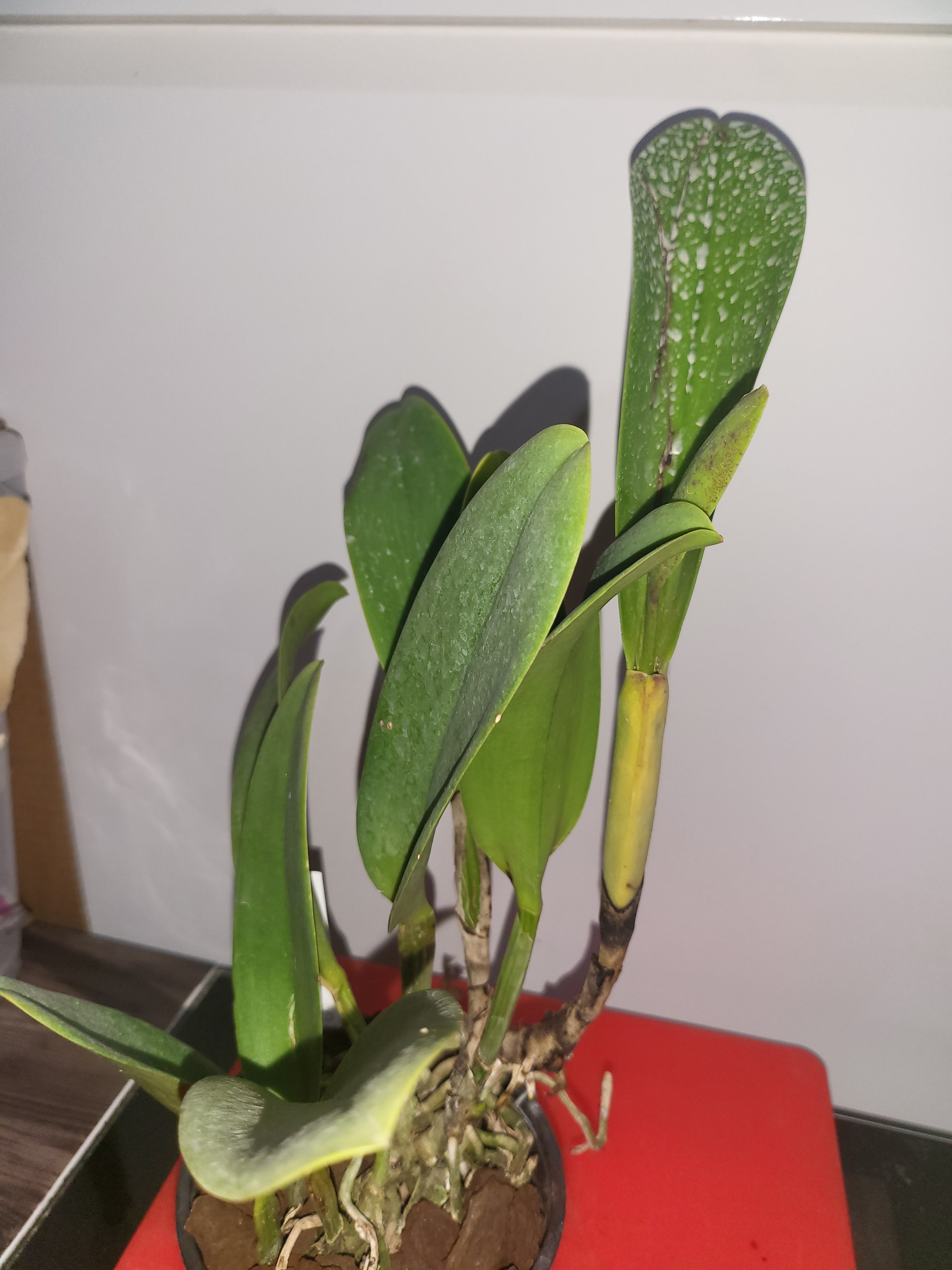 Rlc. Shinfong Crown ( In Flower Sheath)