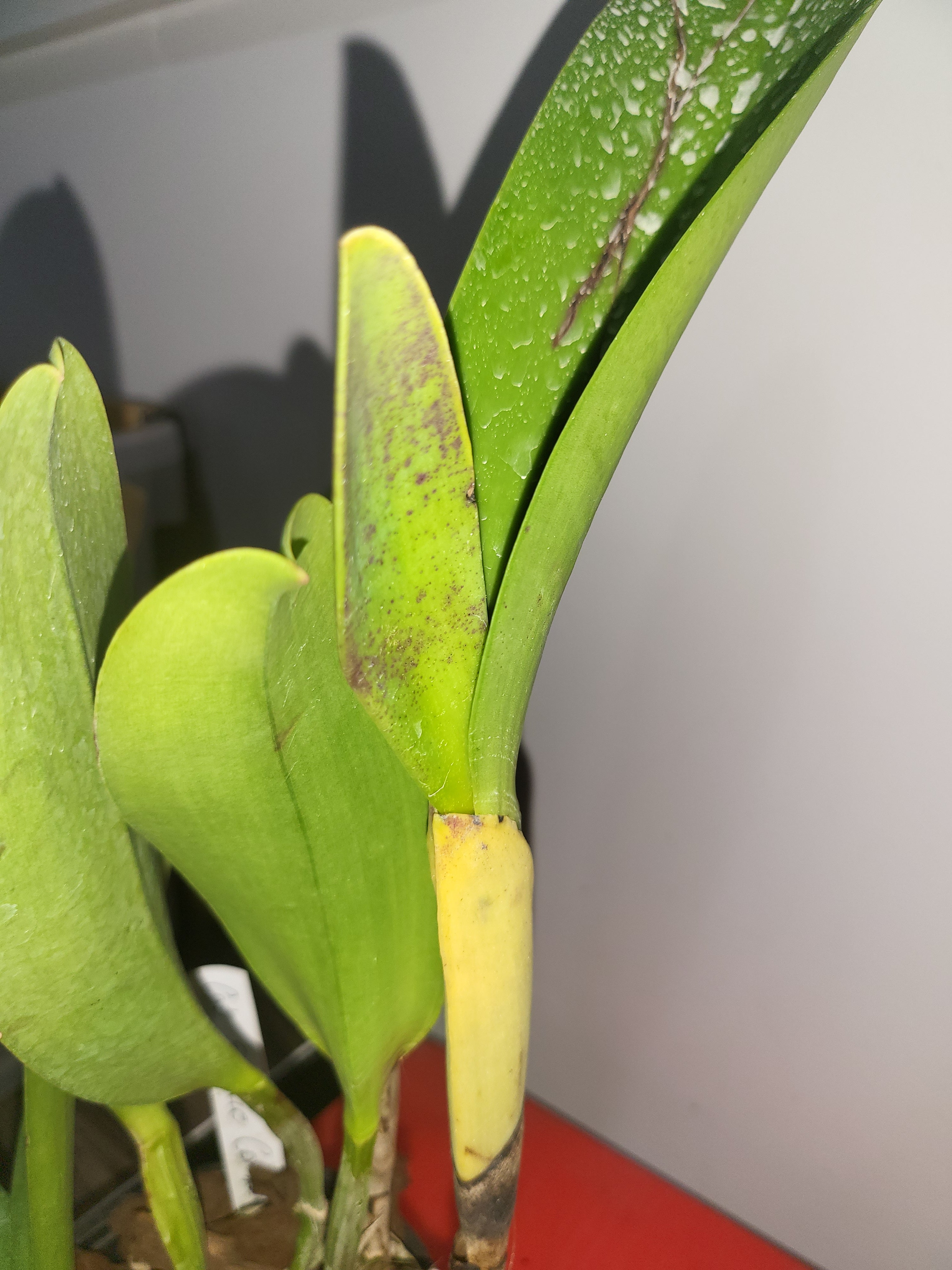 Rlc. Shinfong Crown ( In Flower Sheath) Secondary image