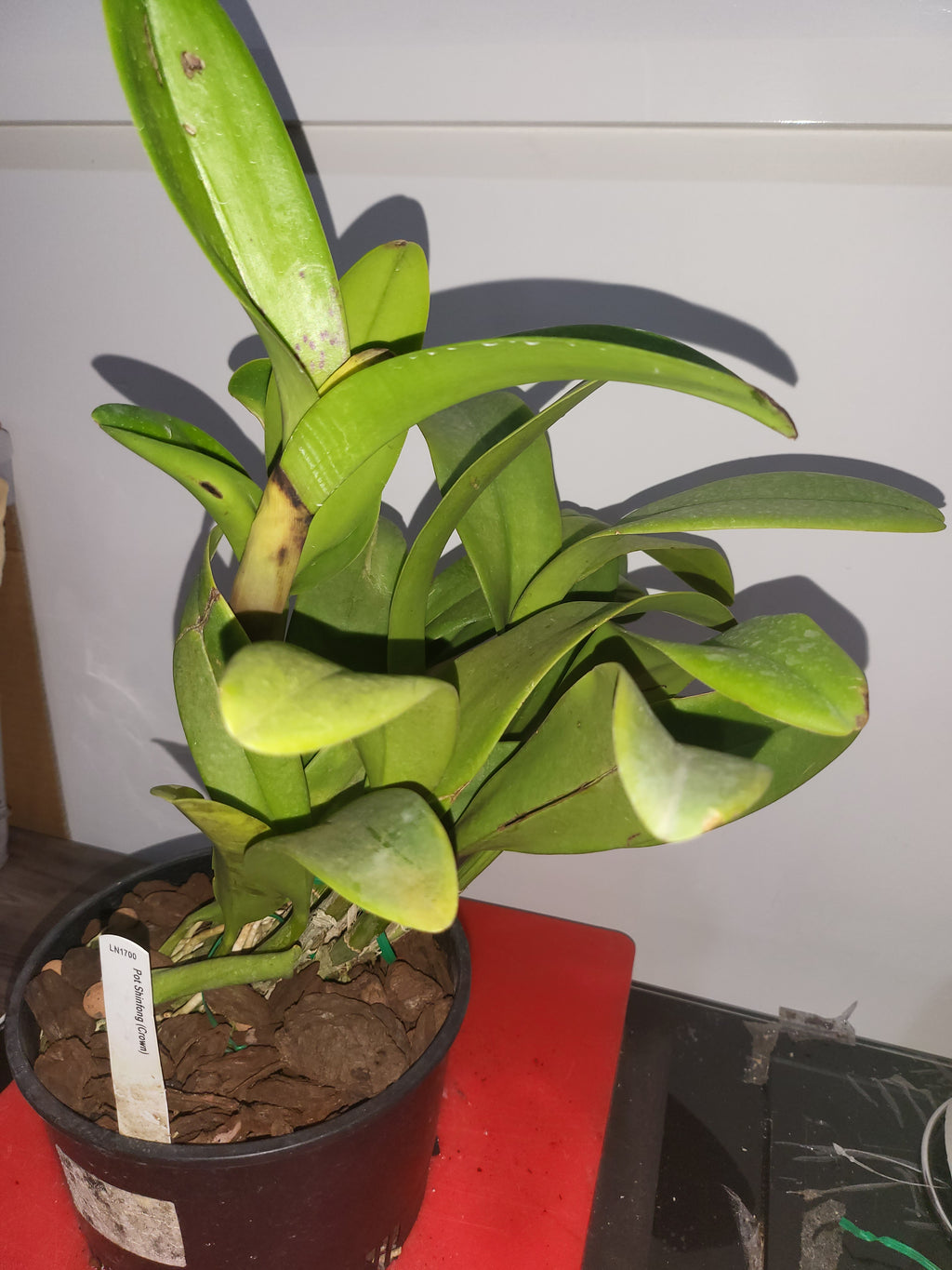 Rlc. Shinfong Crown ( In Flower Sheath)