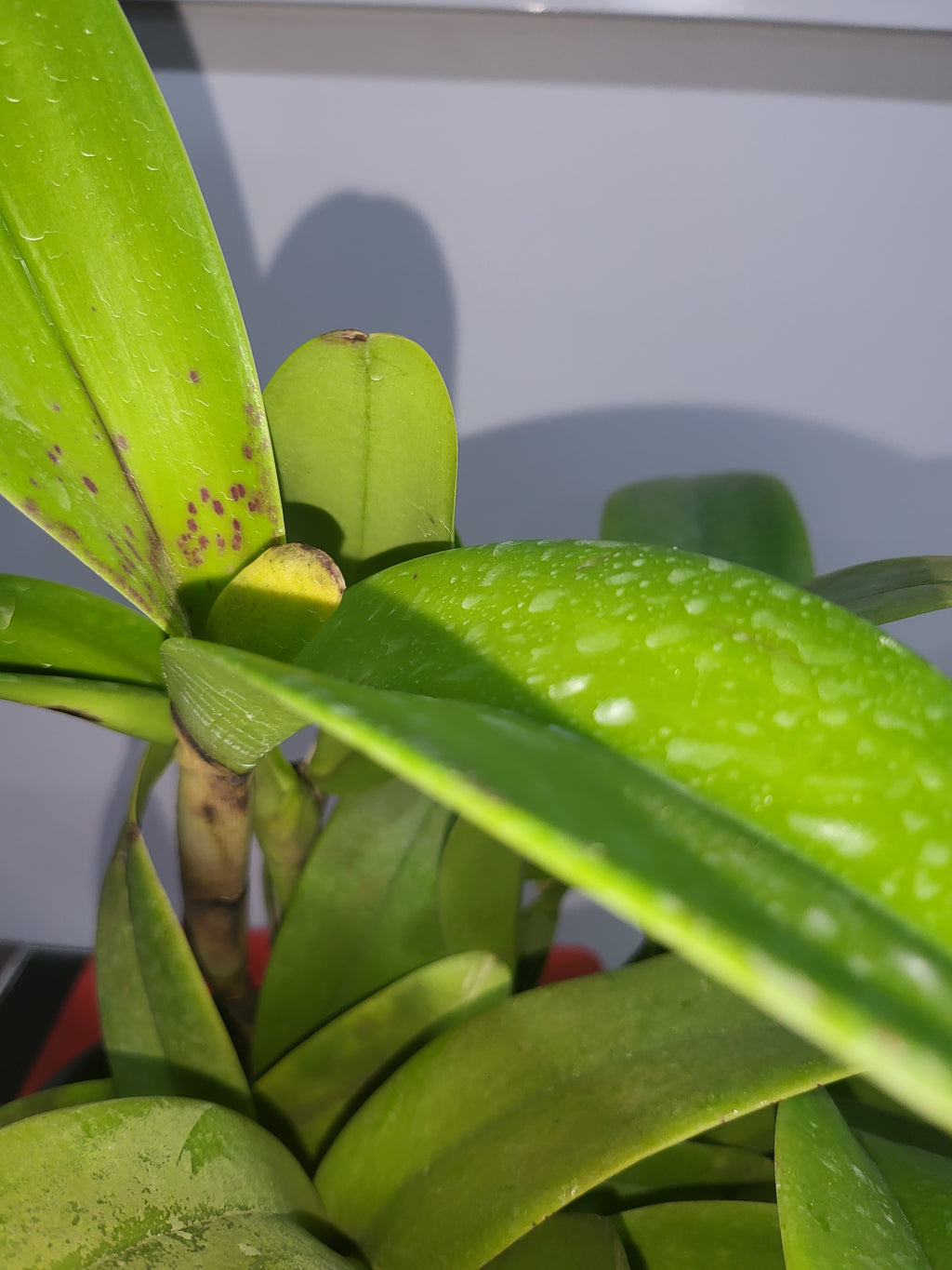 Rlc. Shinfong Crown ( In Flower Sheath)