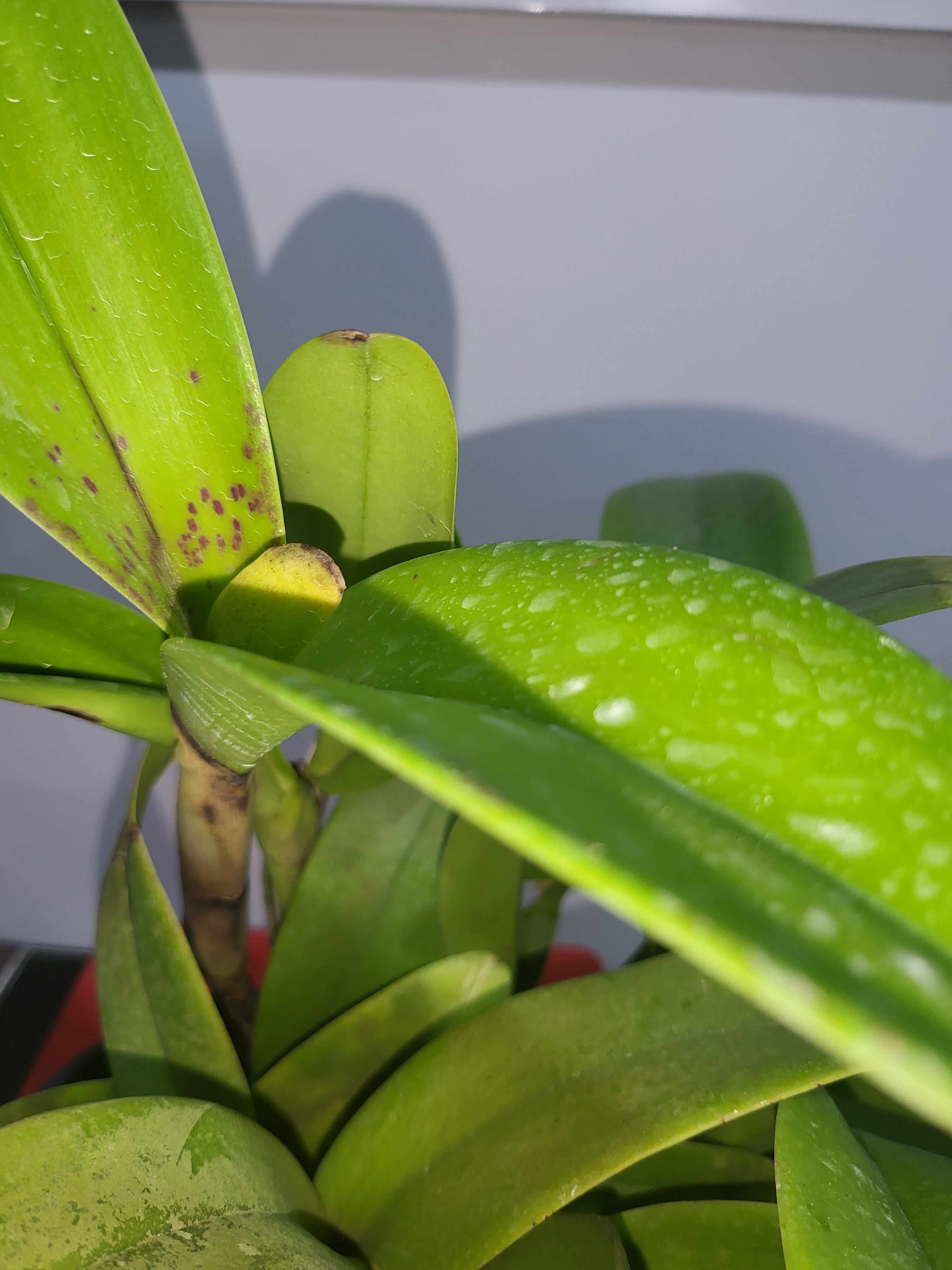 Rlc. Shinfong Crown ( In Flower Sheath)