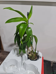 Den. Thongchai Gold ‘Splash’