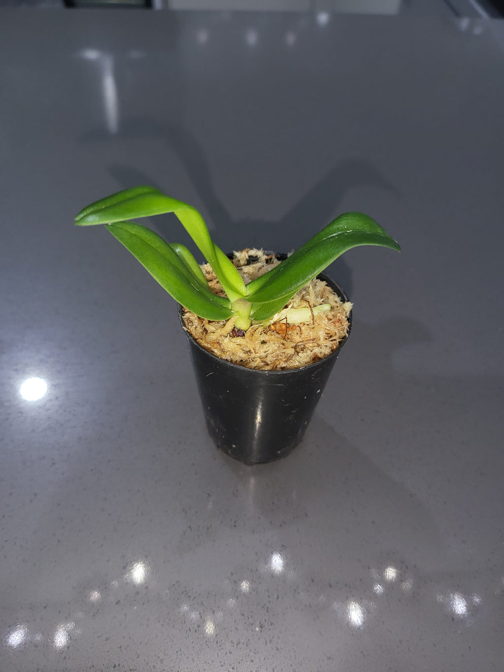 Phalaenopsis Schilleriana x Renanthera Kalsom (Beautiful hybrid)
