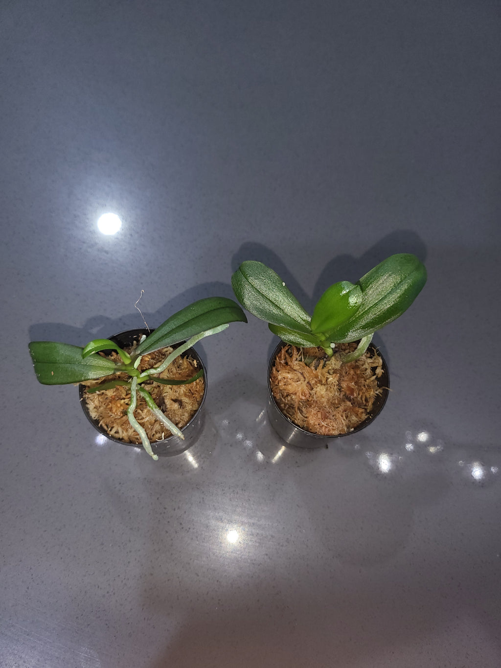 Phalaenopsis Yaphon Cupid x stuartiana var. nobillis 'Yellow Strain'