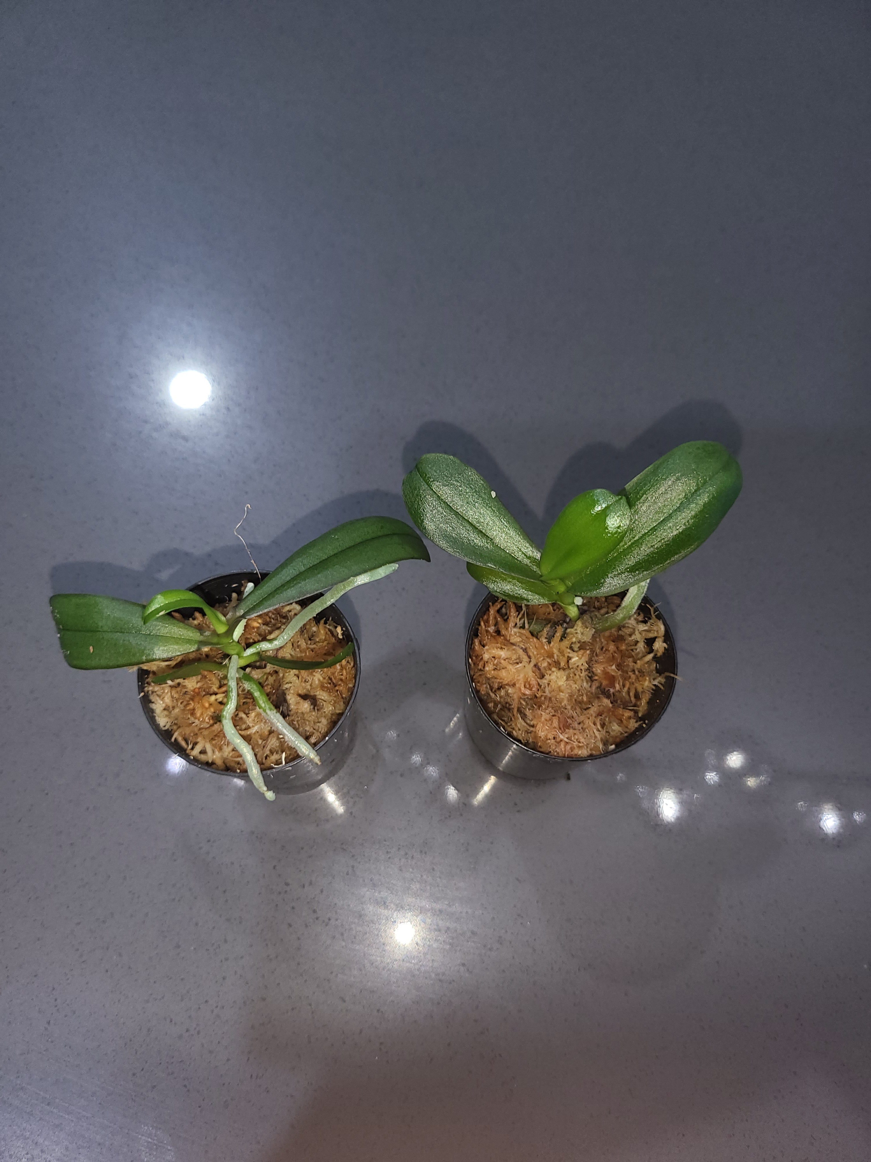 Phalaenopsis Yaphon Cupid x stuartiana var. nobillis 'Yellow Strain'