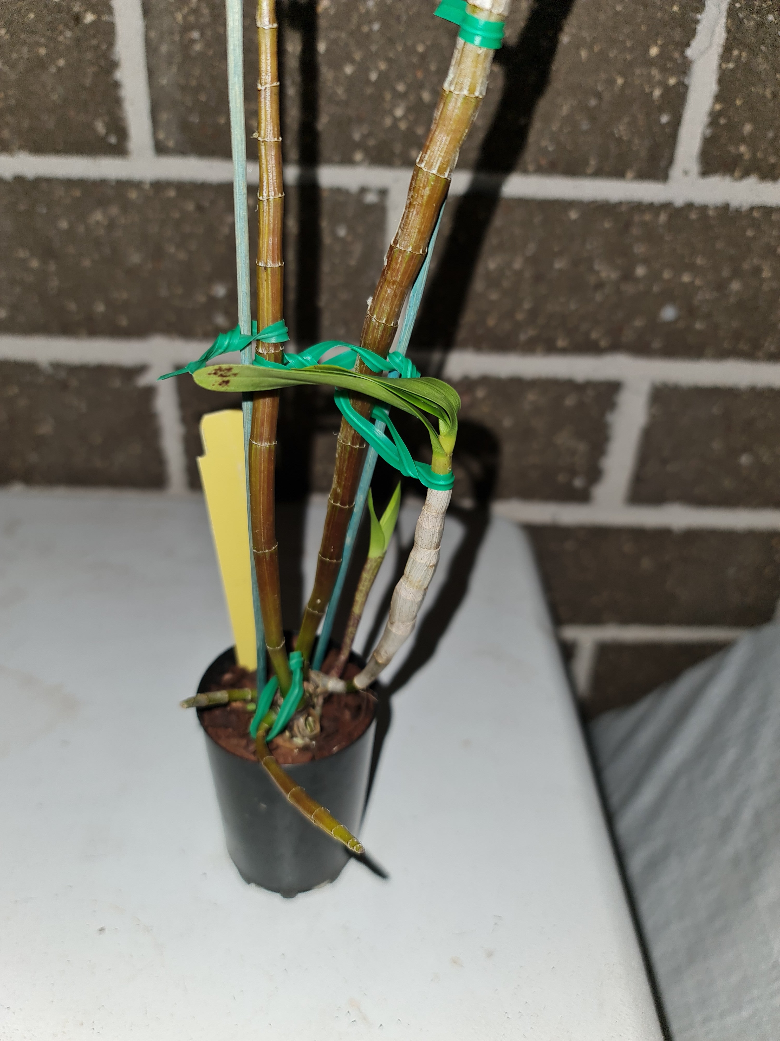 'ORCHID DYNASTY' Dendrobium Anosmum Alba (Highly Fragrant)