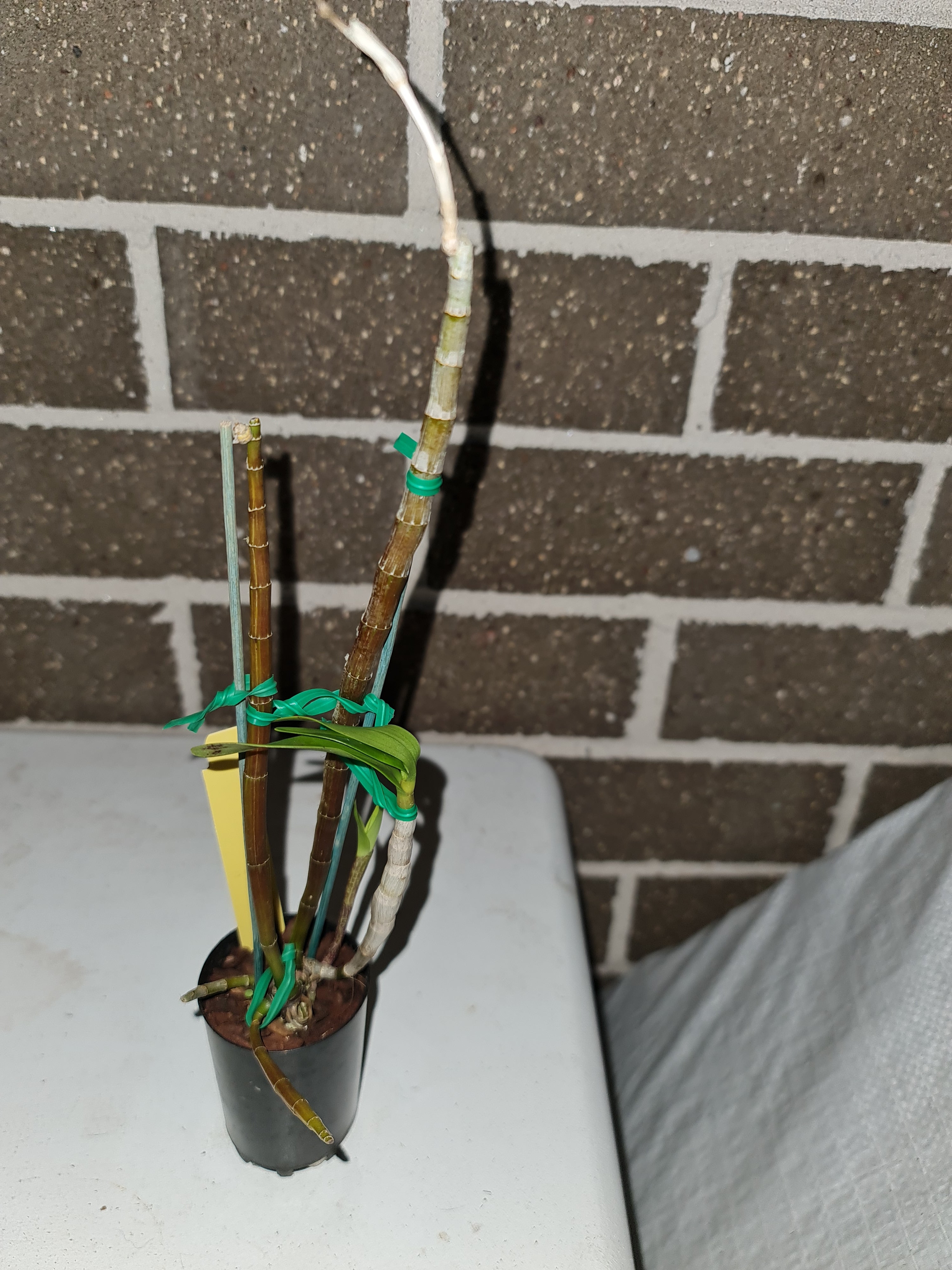 'ORCHID DYNASTY' Dendrobium Anosmum Alba (Highly Fragrant) Secondary image