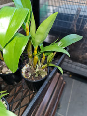 Dendrobium Guibertii Orchid Species