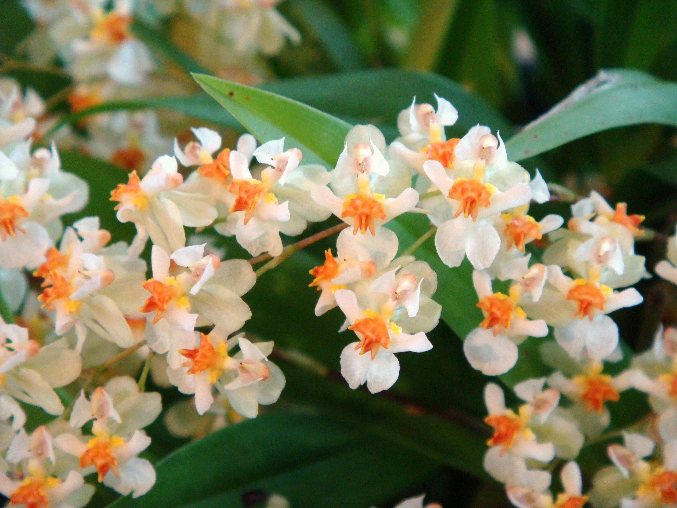 Oncidium Twinkle Fragrant Fantasy (IN SPIKE NOW)