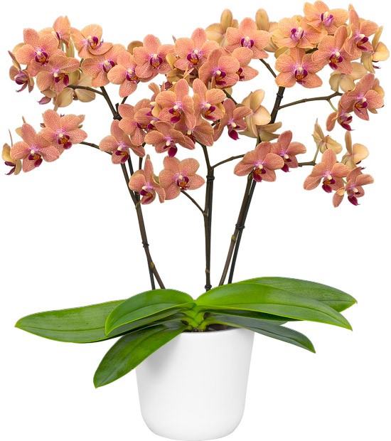Phalaenopsis Sunset Love FRAGRANT (Healthy in 50mm pot) Main image