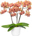 Phalaenopsis Sunset Love FRAGRANT (Healthy in 50mm pot)